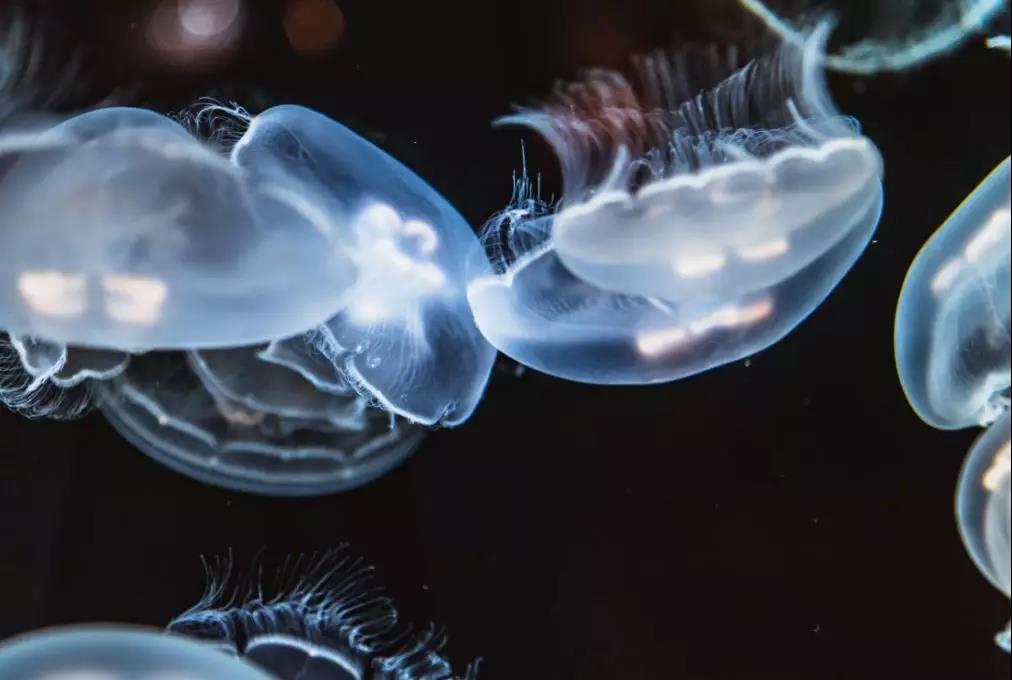 海洋馆，海洋馆设计，海洋馆水处理，海洋馆工程