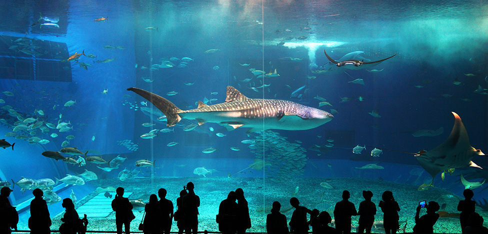 水族馆，水族馆设备，水族馆维生系统，海洋馆循环水处理系统