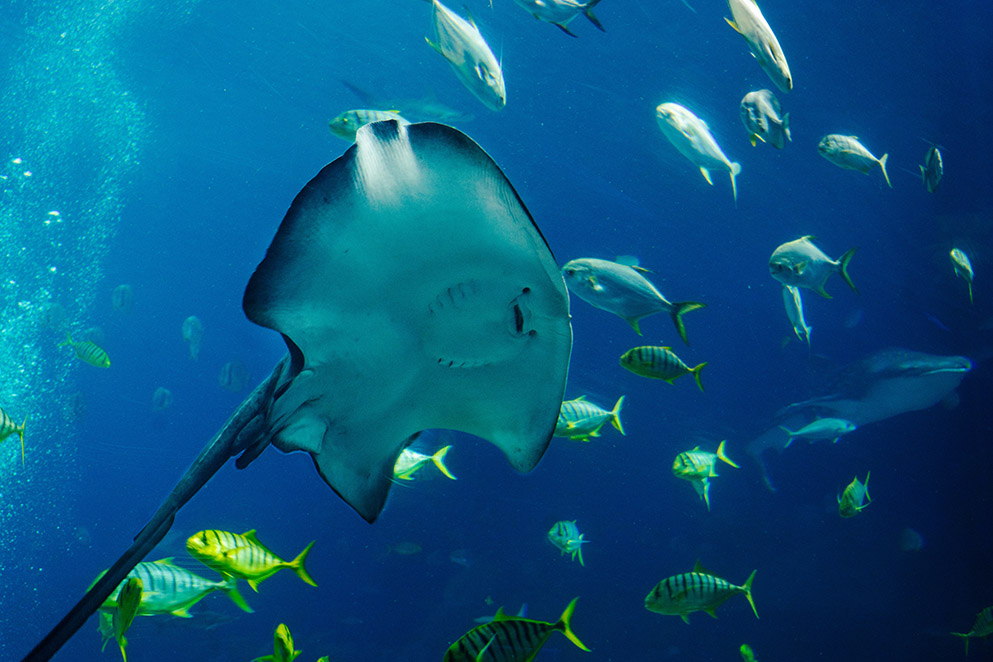 水族馆，水族馆设备，水族馆维生系统，海洋馆循环水处理系统