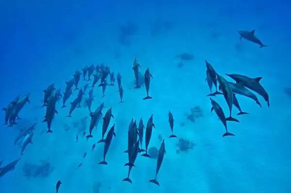 水族馆水处理，泳池水处理设备，游泳馆水处理，海洋馆水质处理升级