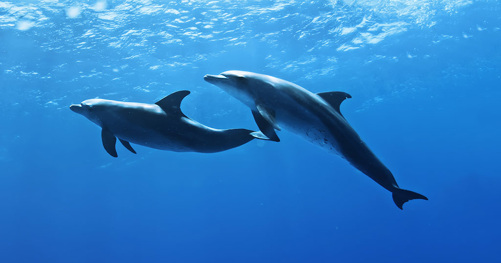 海洋馆,水族馆