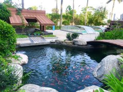 别墅景观鱼池该怎么设计，鱼池的水处理怎么做？